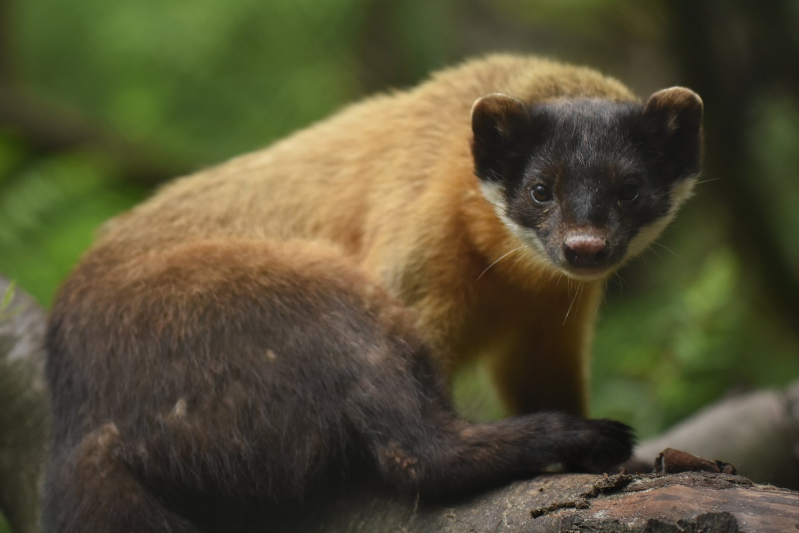 Northern yellow-throated marten (Martes flavigula aterrima)