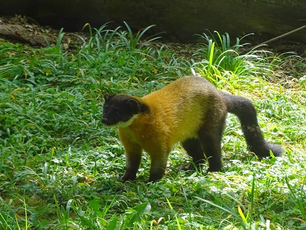Northern yellow-throated marten (Martes flavigula aterrima)