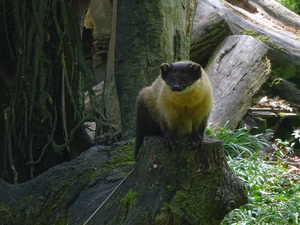 Northern yellow-throated marten (Martes flavigula aterrima)
