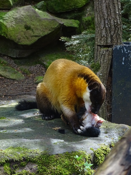 Northern yellow-throated marten (Martes flavigula aterrima)