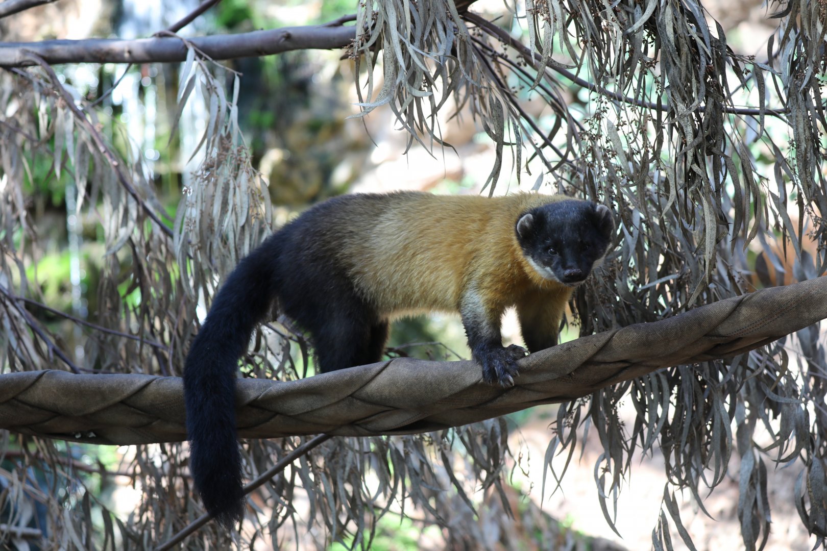 Northern Yellow-throated Marten (Martes flavigula aterrima)