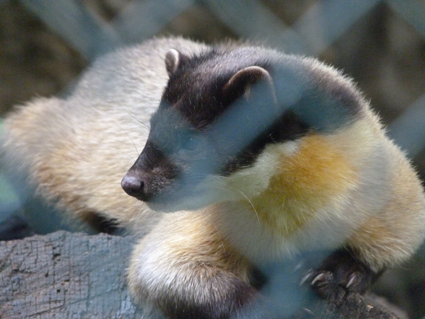 Northern yellow-throated marten -Tierpark Berlin (2024)