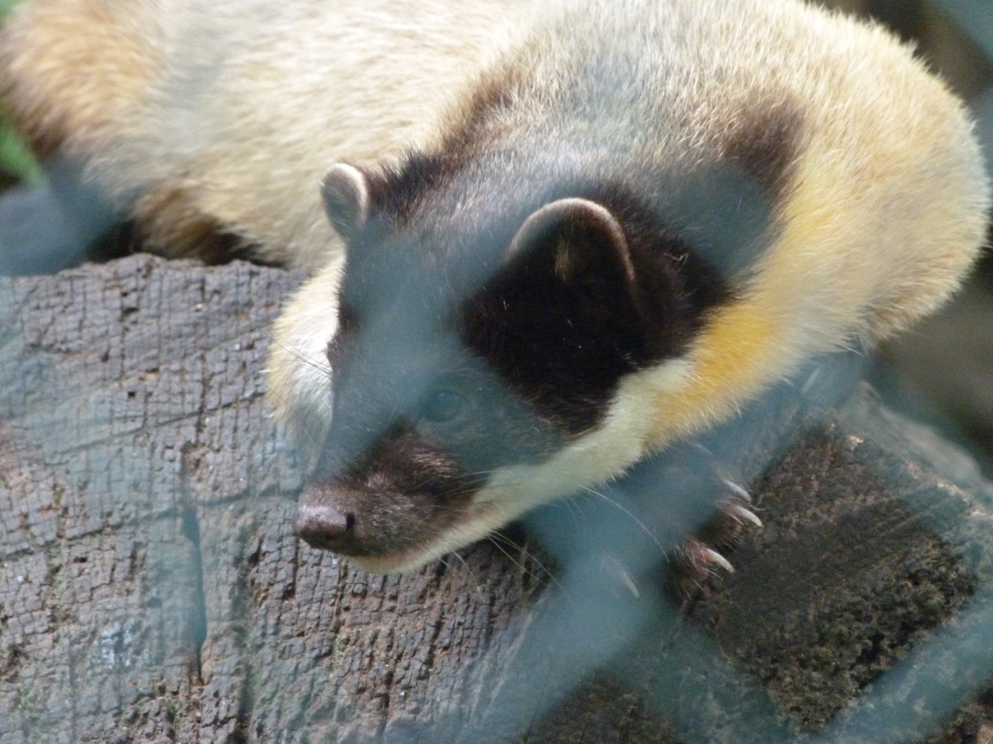 Northern yellow-throated marten -Tierpark Berlin (2024)