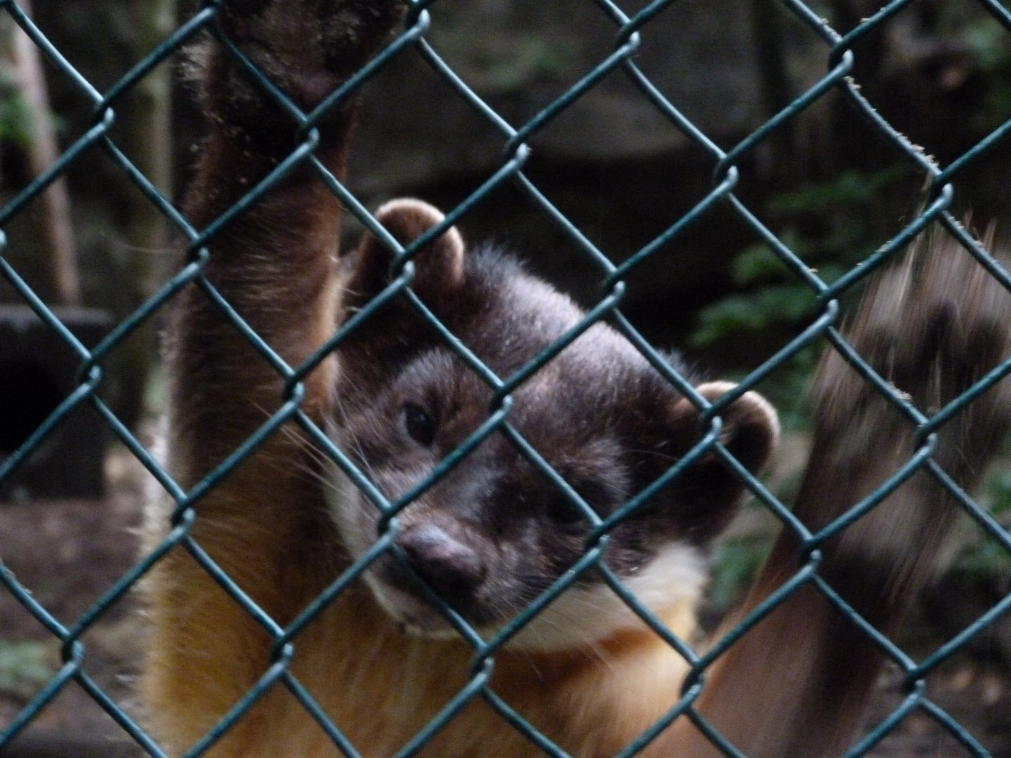 Northern yellow-throated marten -Tierpark Berlin (2024)