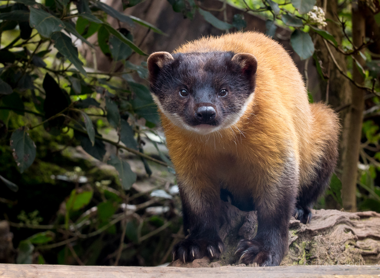 Northern yellow-throated marten  : Twycross : 18 Mar 2017