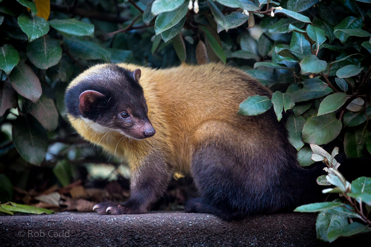 Northern yellow-throated marten : Twycross : 22 Oct 2015
