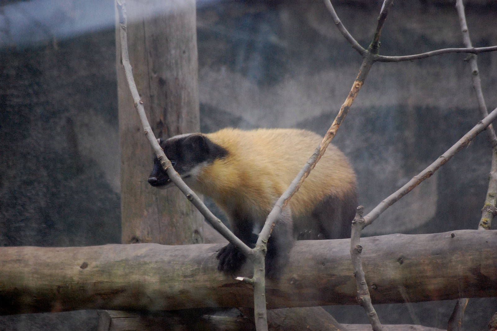 Northern yellow-throated marten