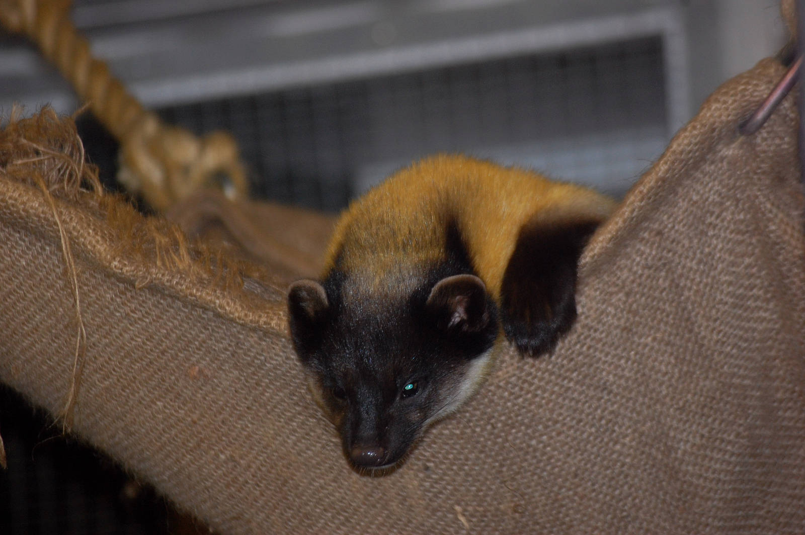 Northern Yellow-Throated Marten