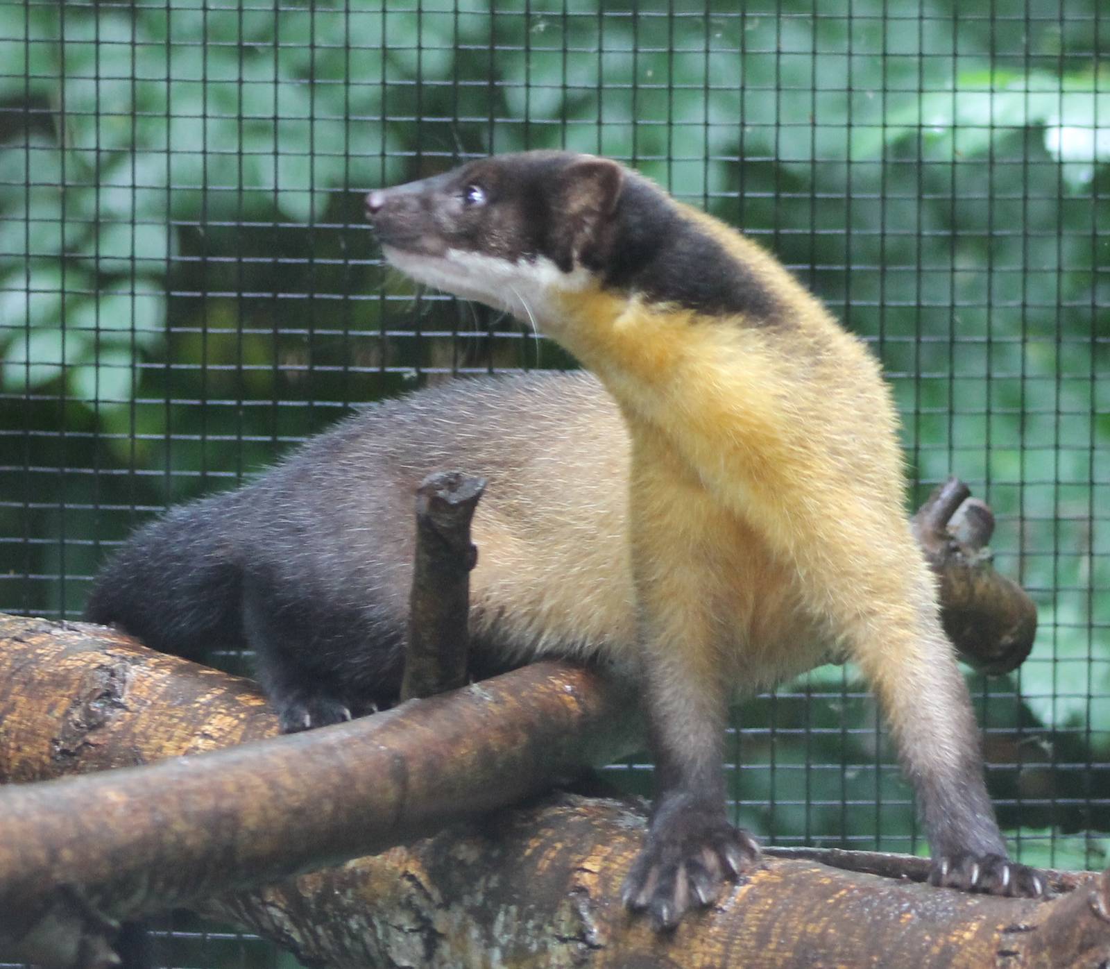 Northern yellow-throated marten