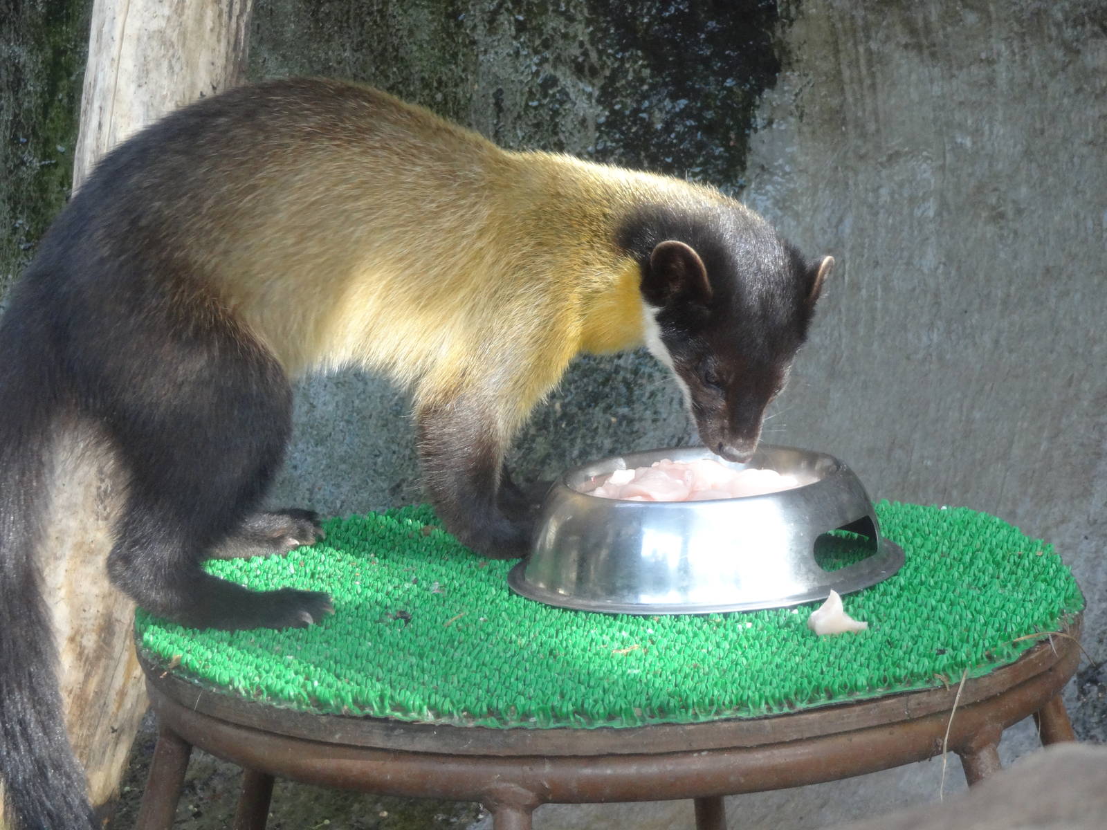 Northern yellow-throated marten