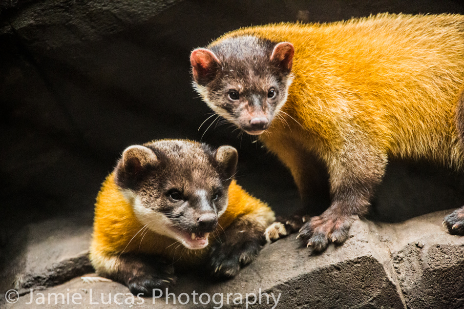 Northern yellow-throated marten