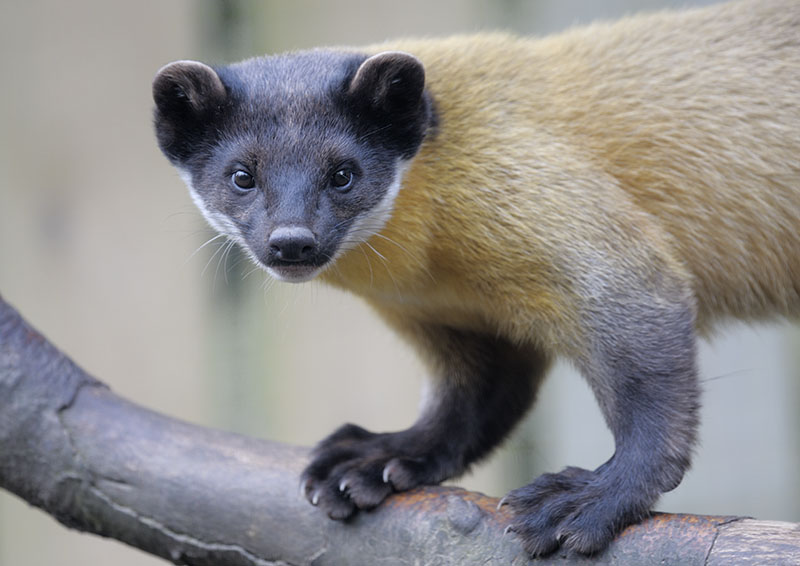 Northern yellow-throated marten