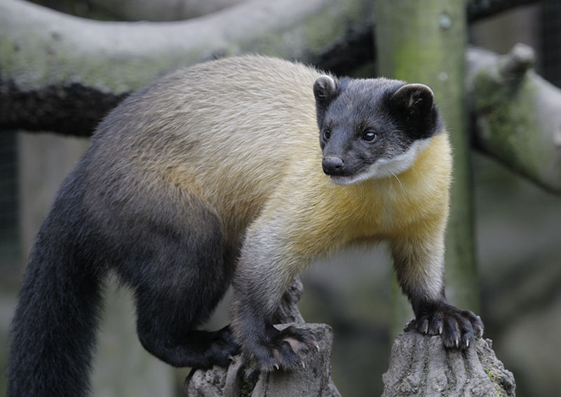Northern yellow-throated marten