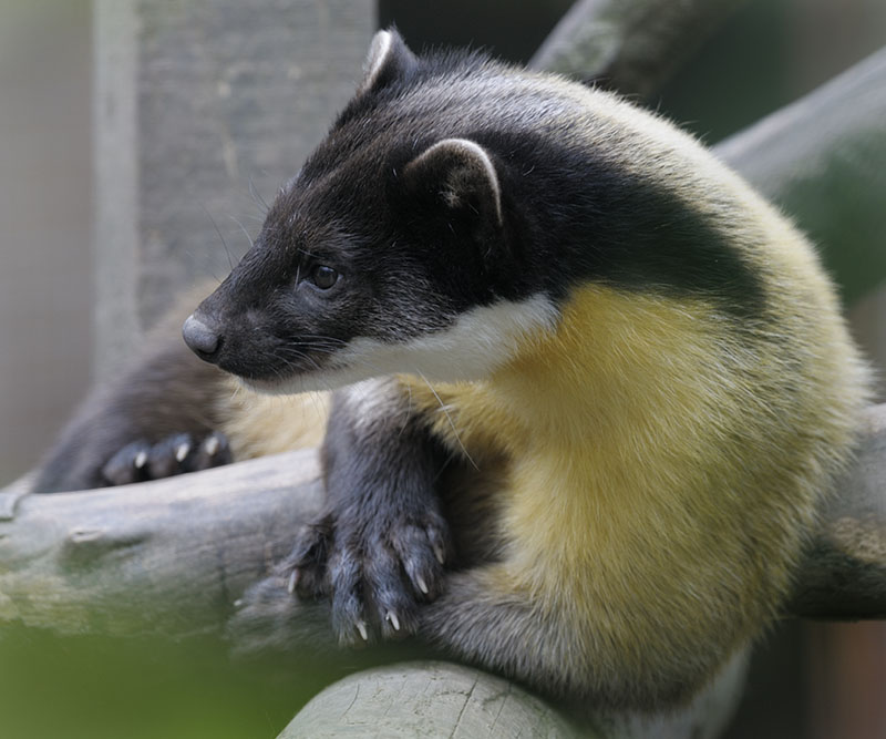 Northern yellow-throated marten