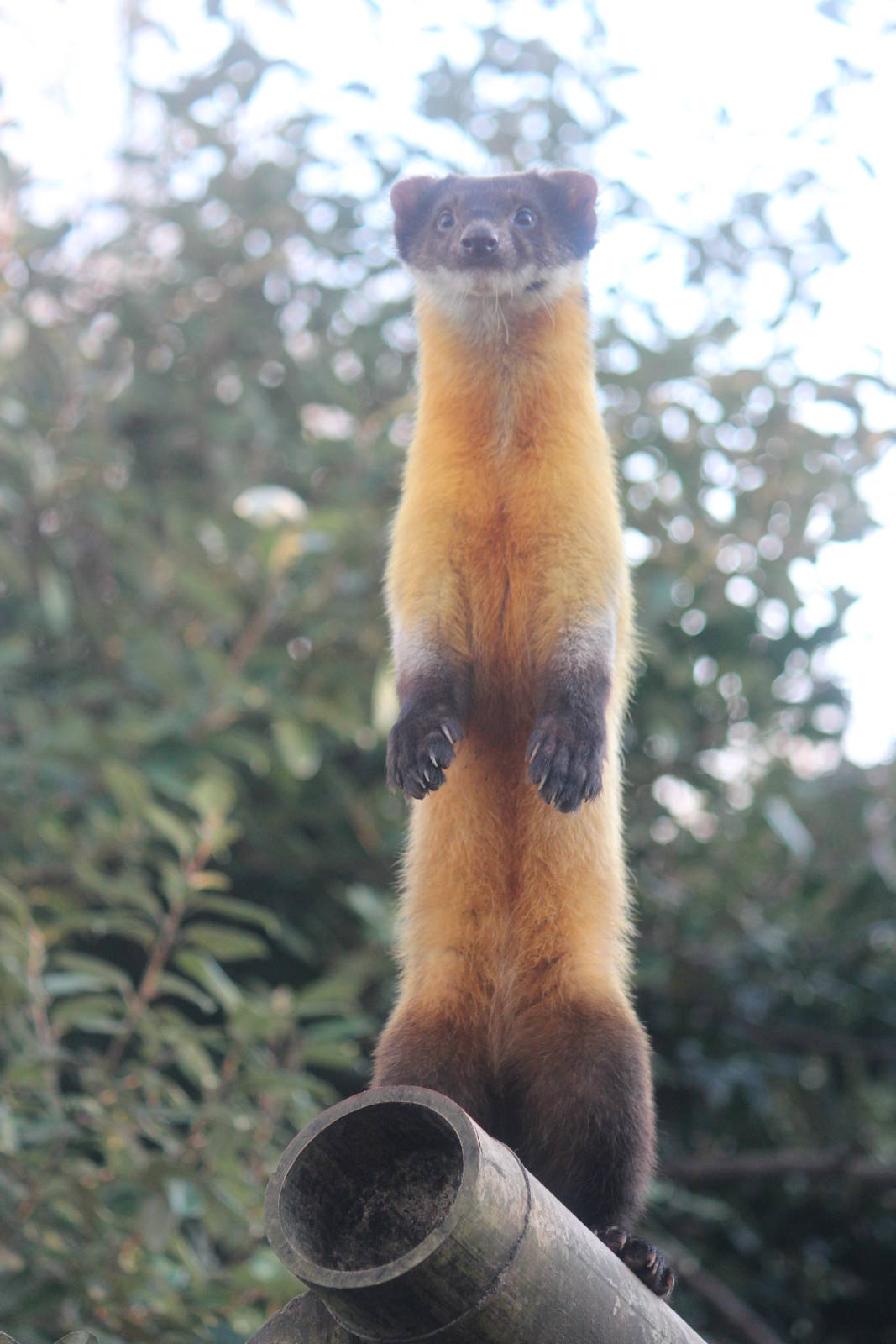 Northern yellow-throated marten