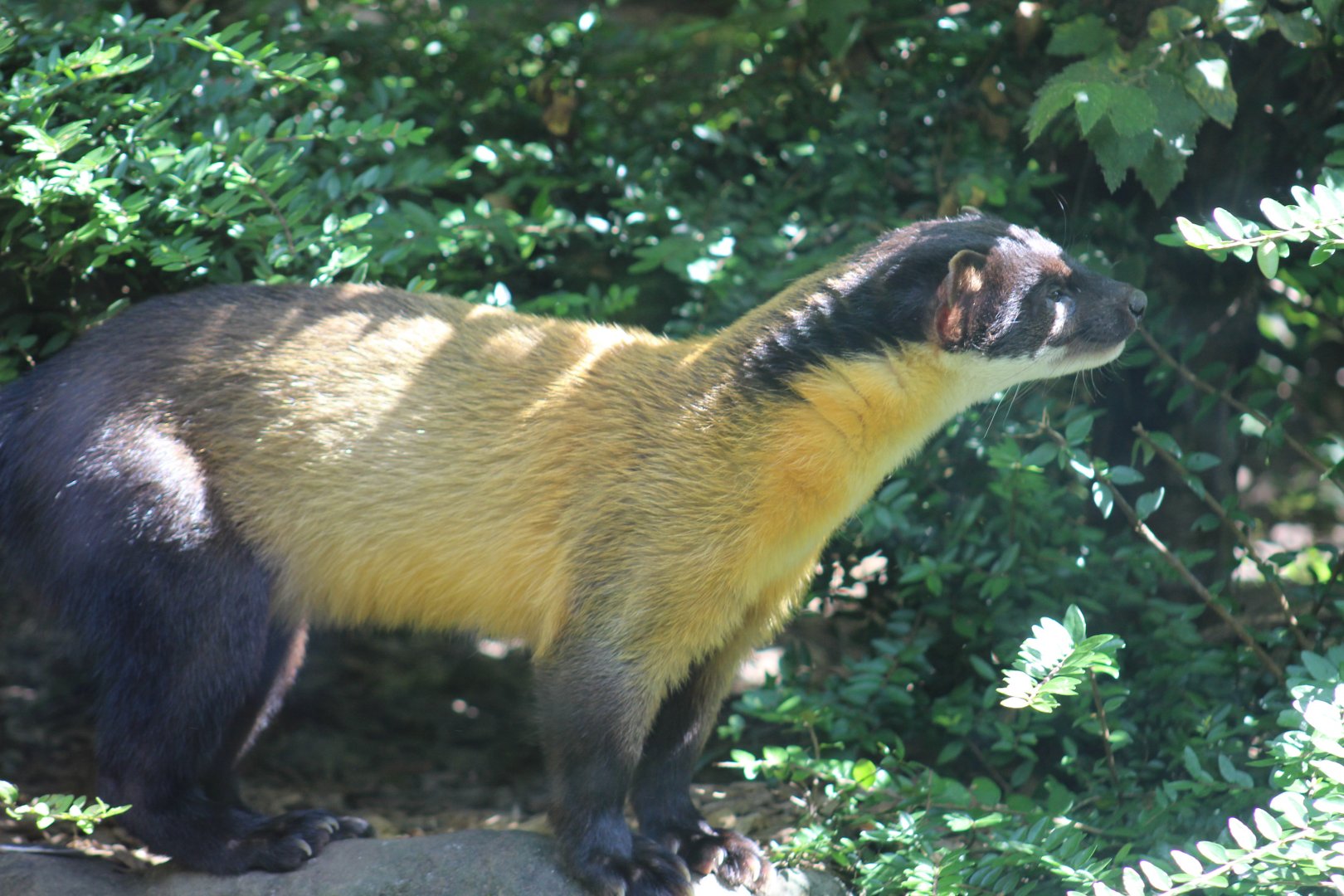 Northern Yellow-Throated Marten
