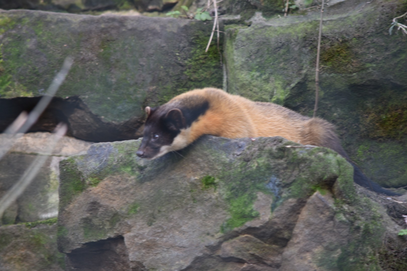 Northern yellow-throated marten