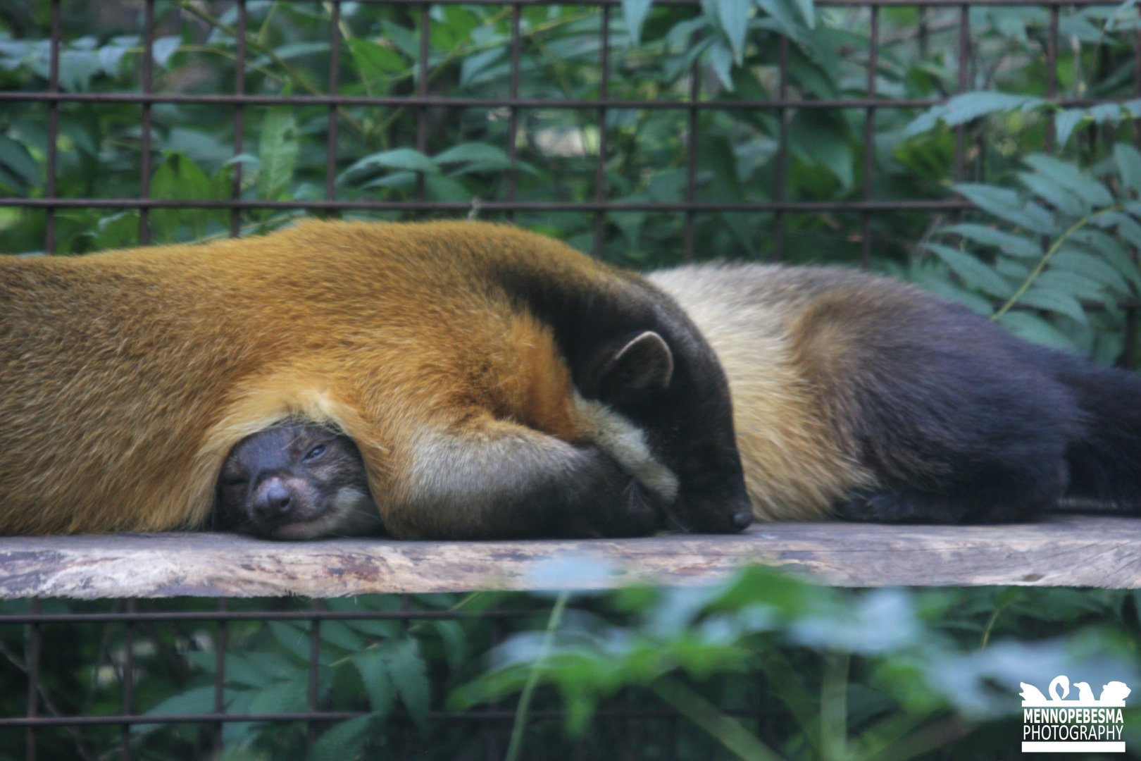 Northern yellow-throated marten