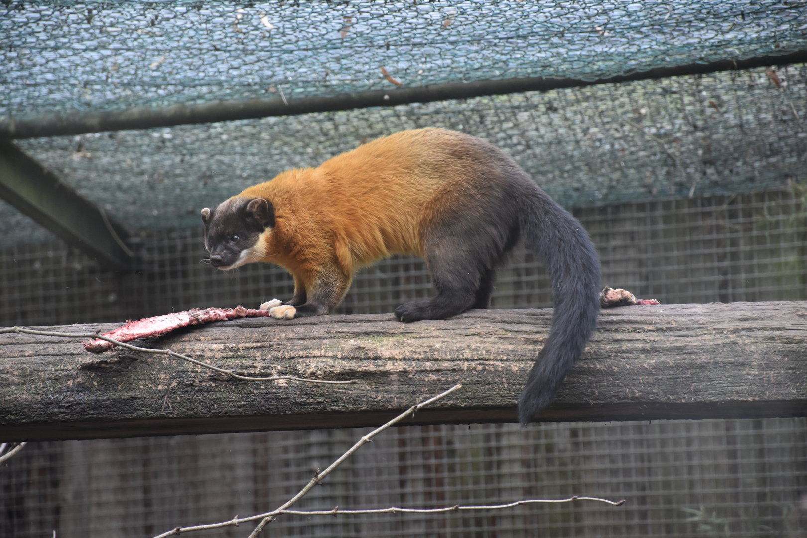 Northern yellow-throated marten