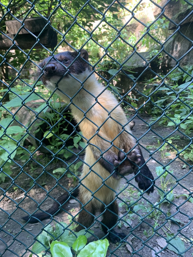 Northern yellow-throated marten