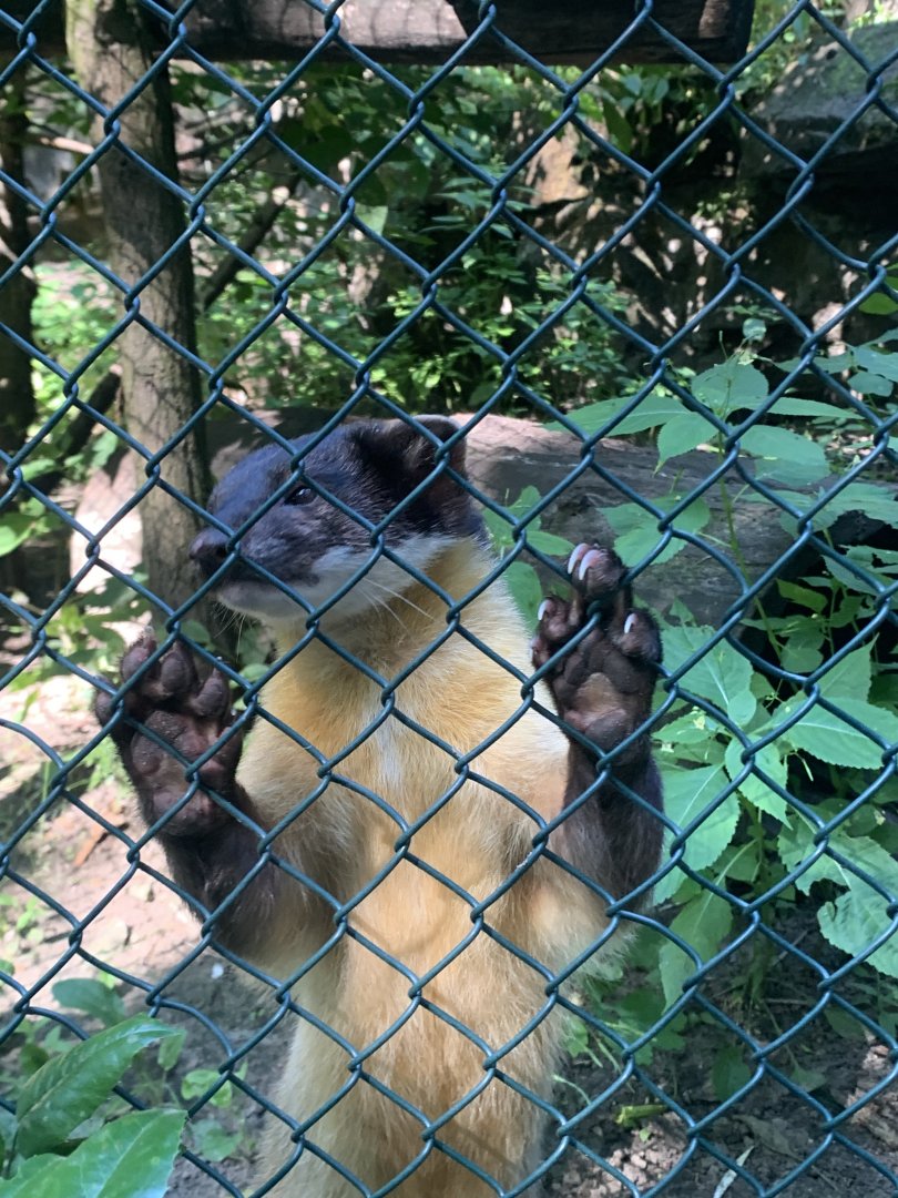 Northern yellow-throated marten
