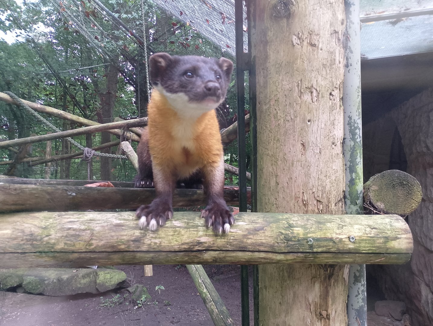 Northern yellow-throated marten