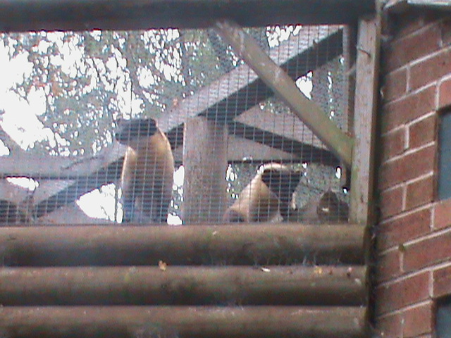 northern yellow-throated martens 080811