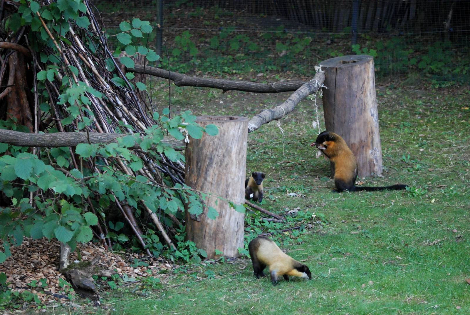 Northern Yellow-throated Martens at Nuremberg, 04/09/15
