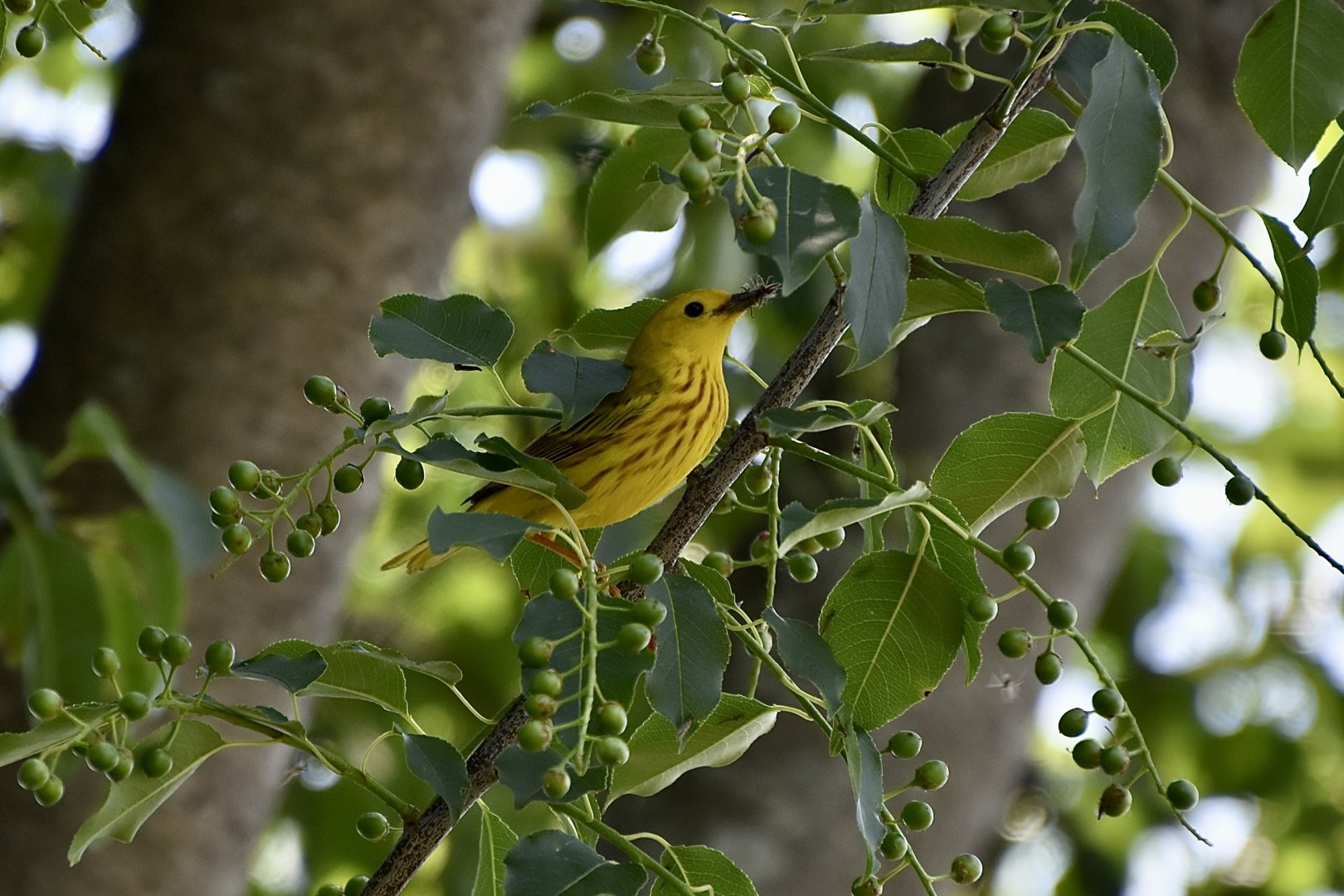 Northern Yellow Warbler (Setophaga petechia aestiva) eating