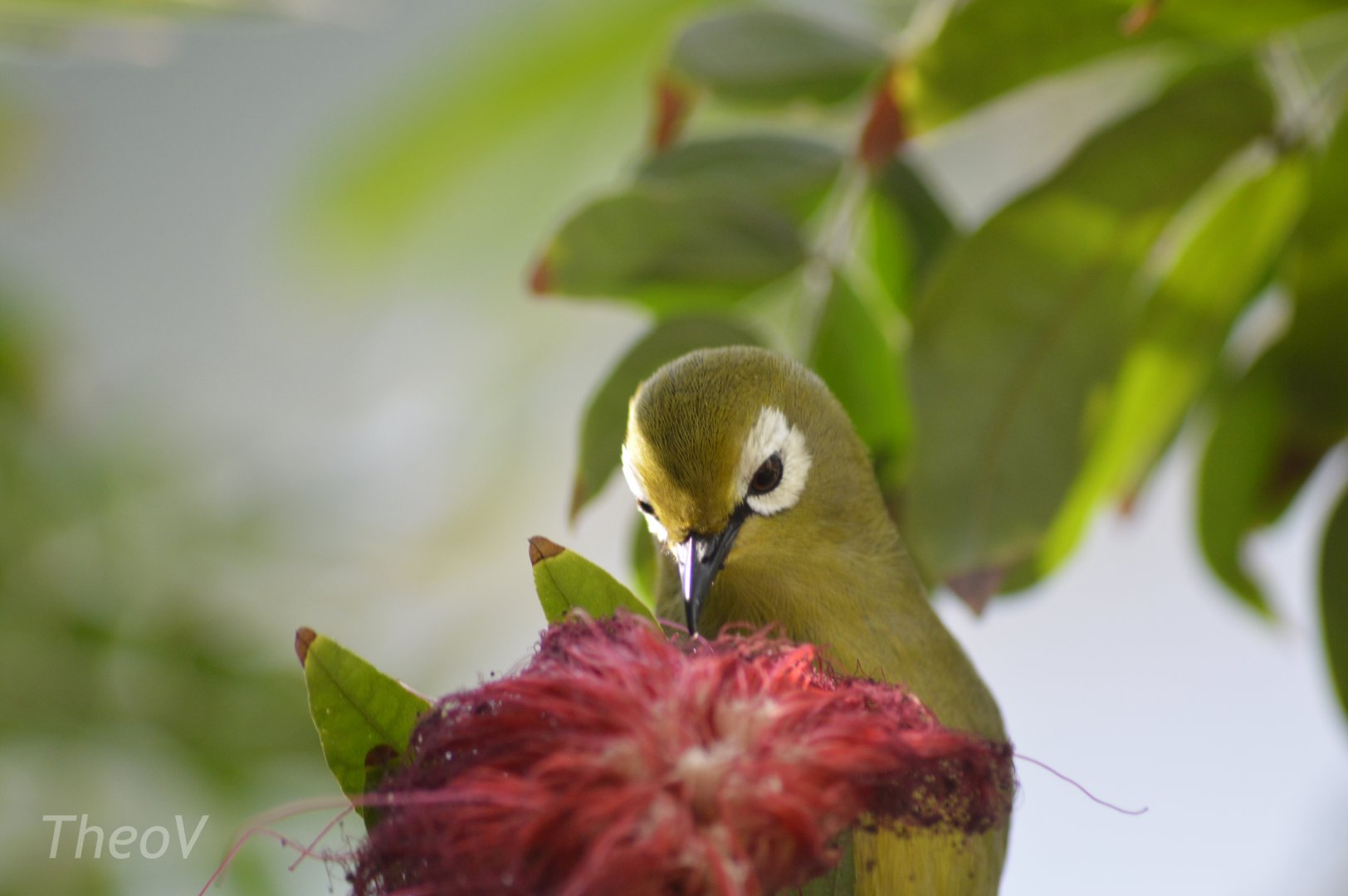 Northern yellow white-eye [2018]