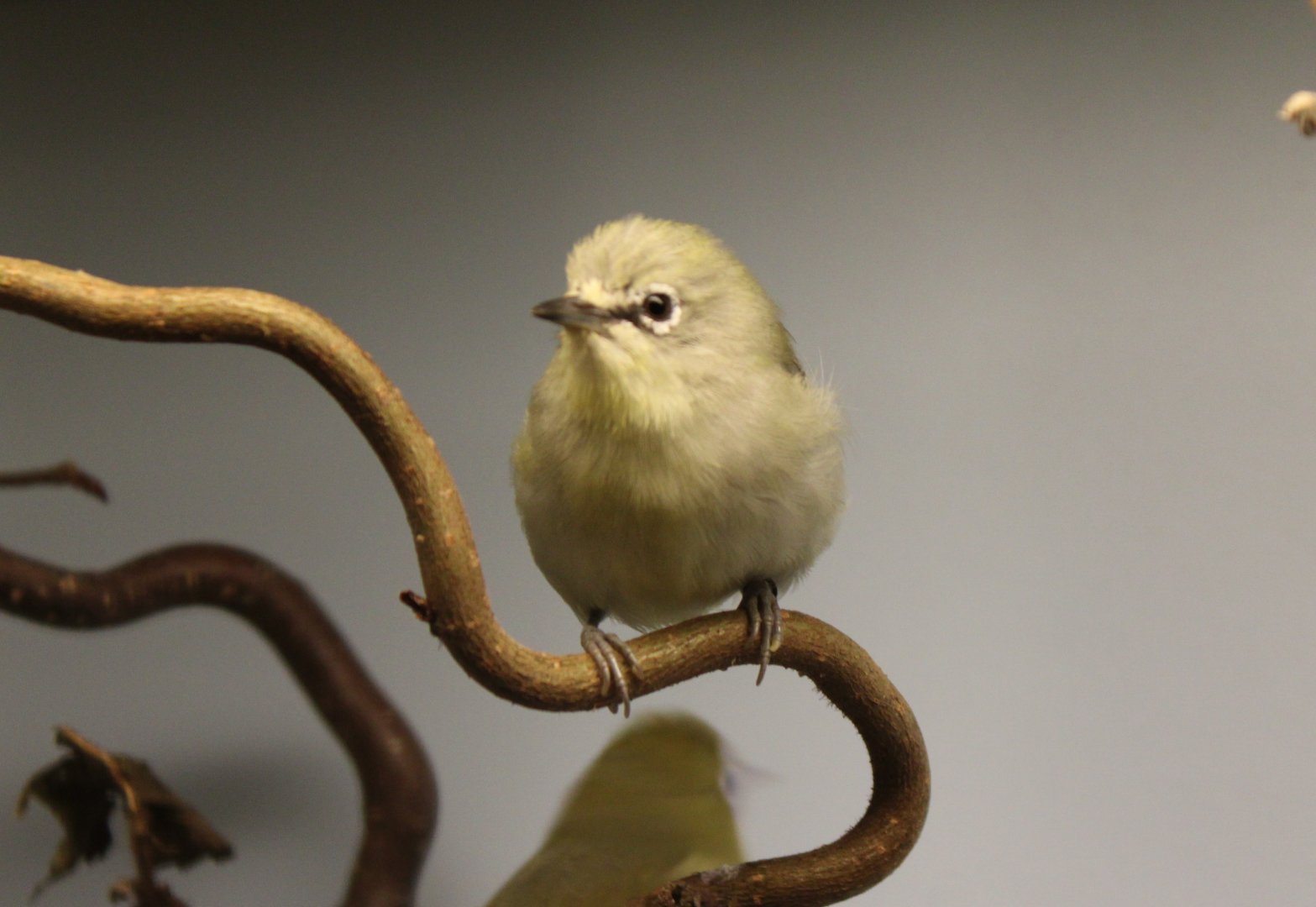 Northern yellow white-eye