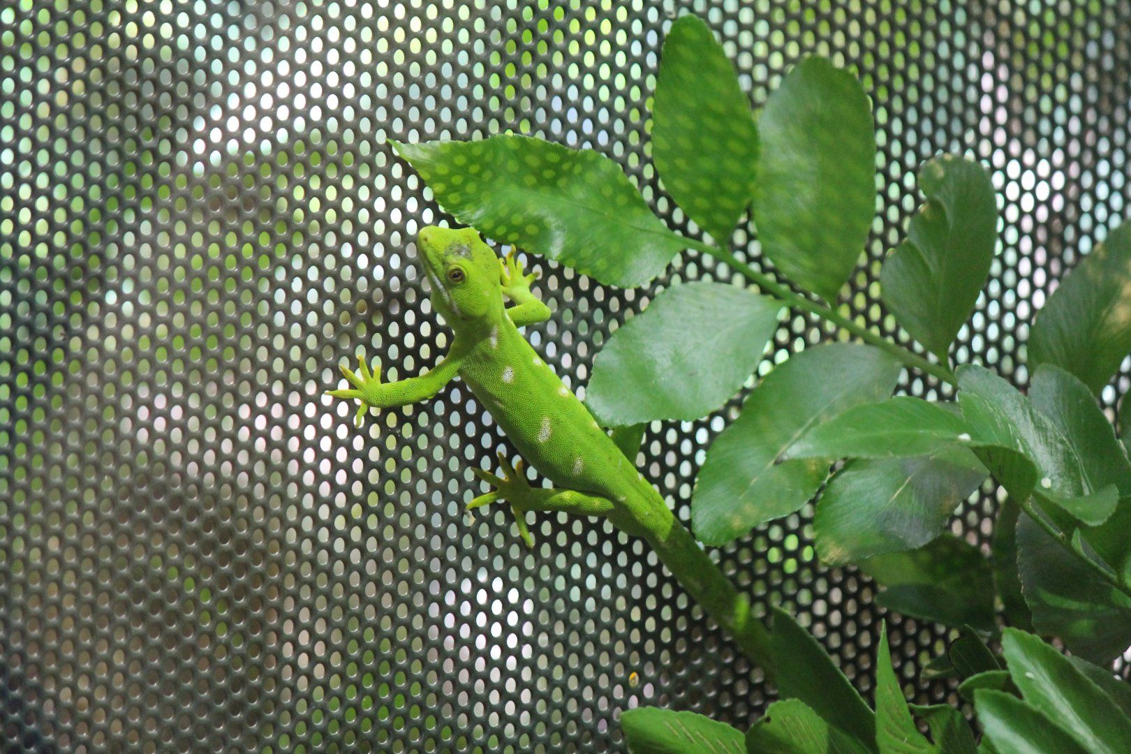 Northland Green Gecko (2012)