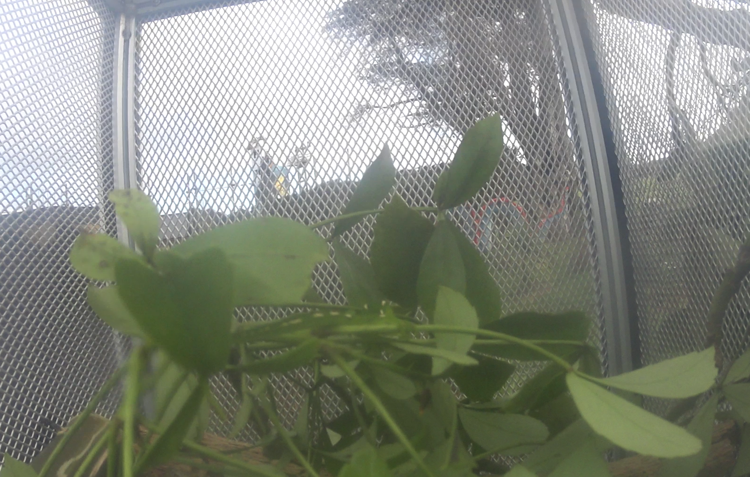 Northland Green Gecko Enclosure 2020