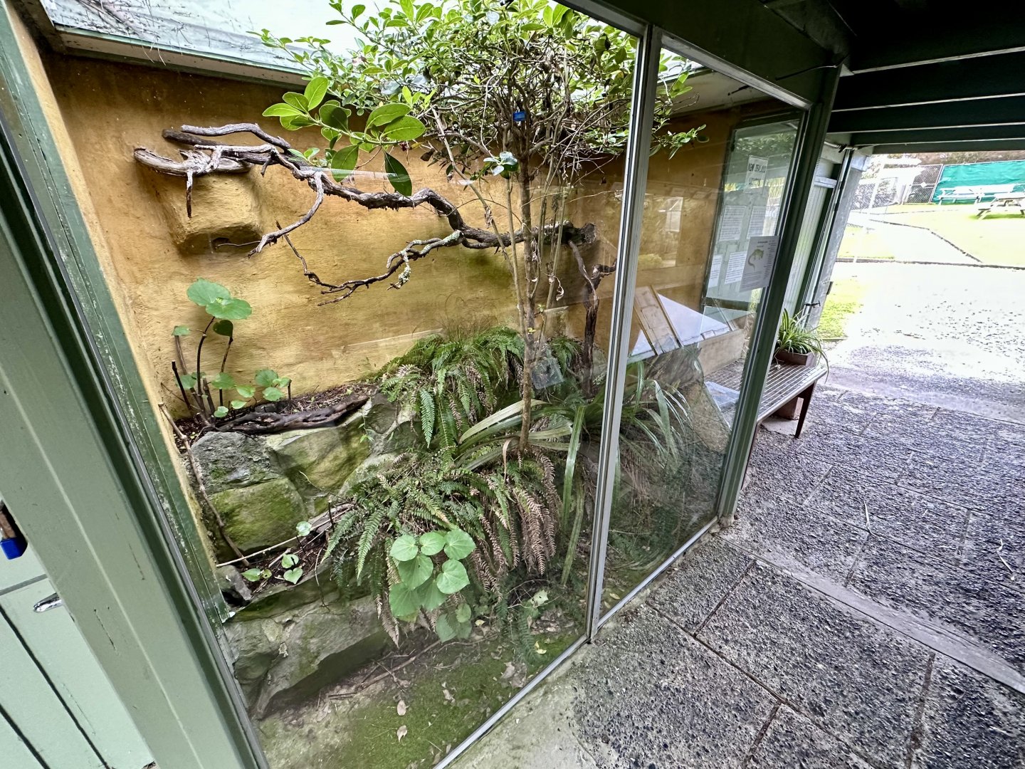 Northland Green Gecko Exhibit