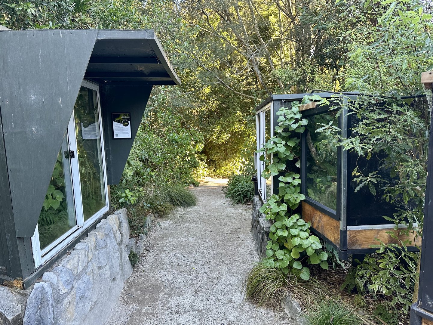 Northland Green Gecko/Forest Gecko Exhibits