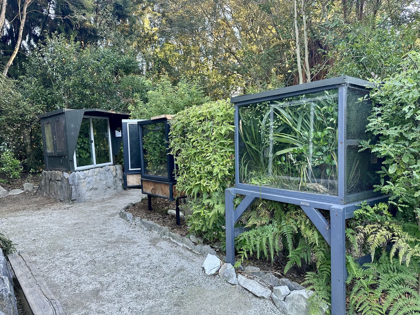 Northland Green Gecko/Forest Gecko Exhibits