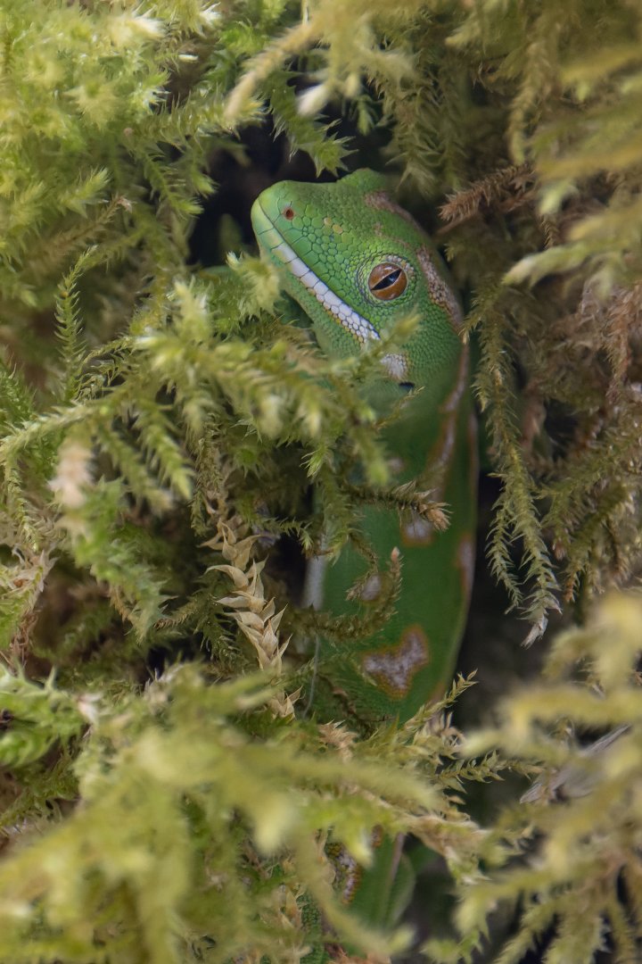 Northland green gecko (Naultinus grayii) - 3 zoos in Europe