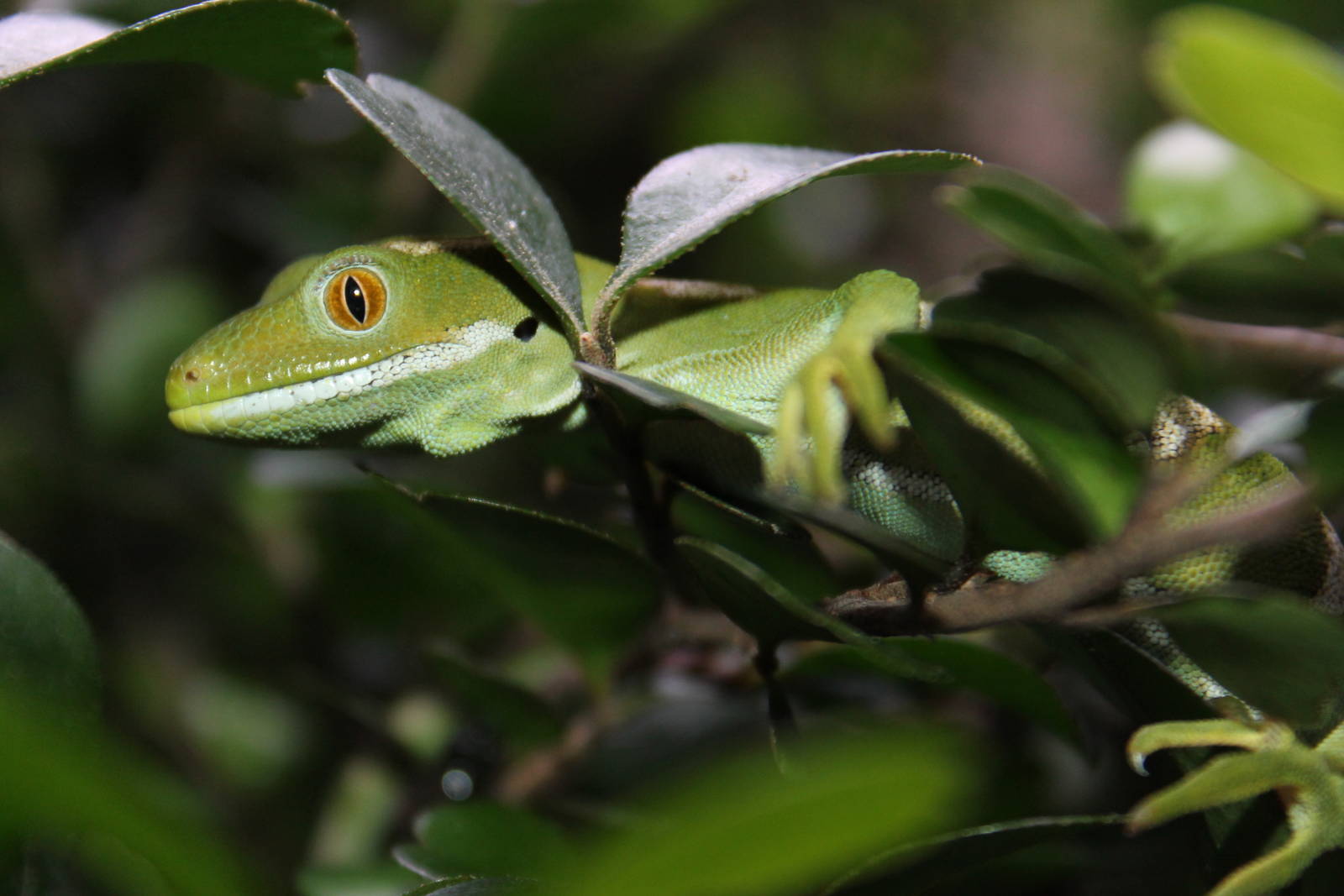 Northland green gecko (Naultinus grayii) at Auckland Museum