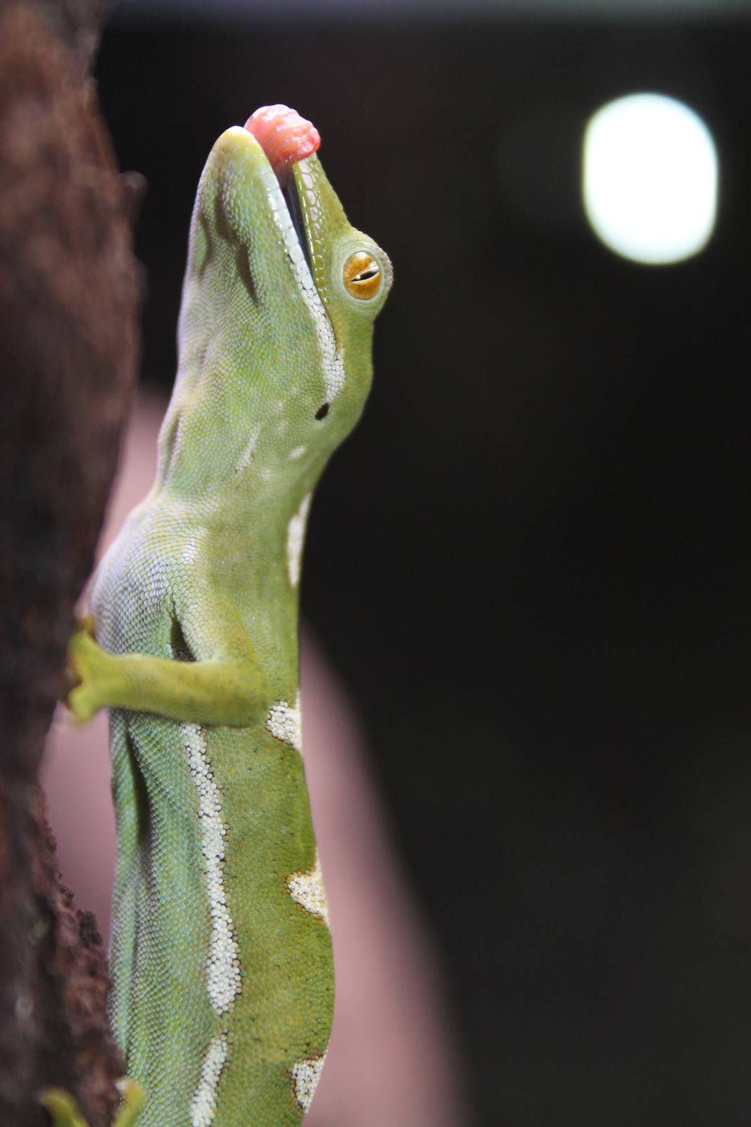 Northland green gecko (Naultinus grayii) at Auckland Museum