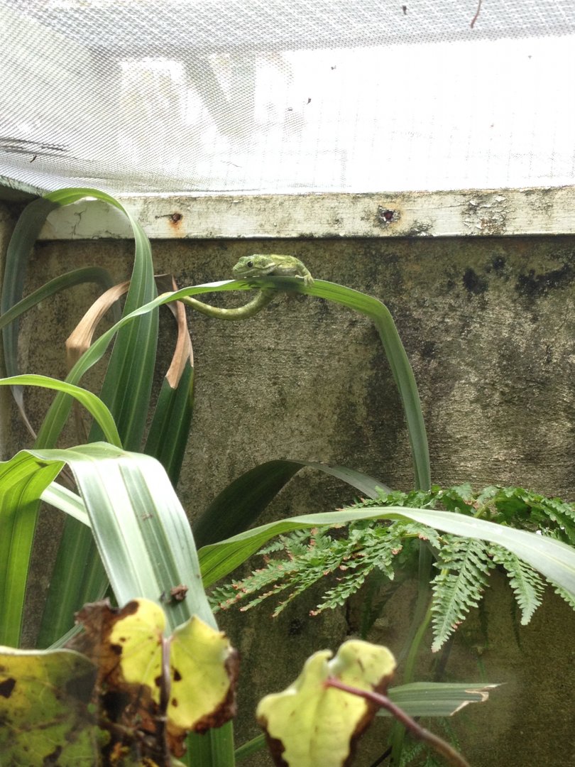 Northland Green Gecko (Naultinus grayii)