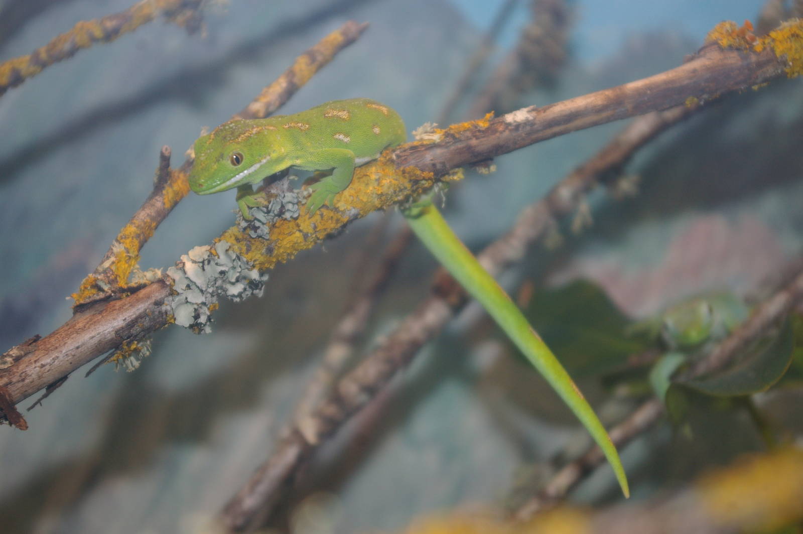 Northland green gecko (Naultinus grayii)