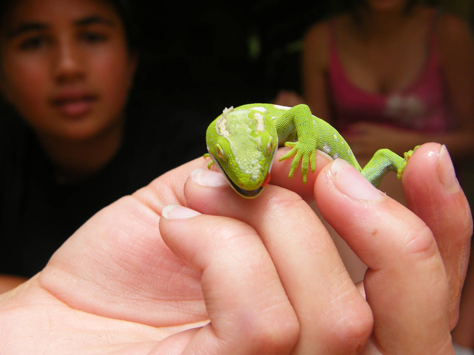 Northland Green Gecko