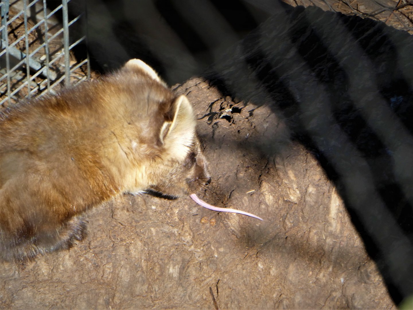 Northlands - American Pine Marten