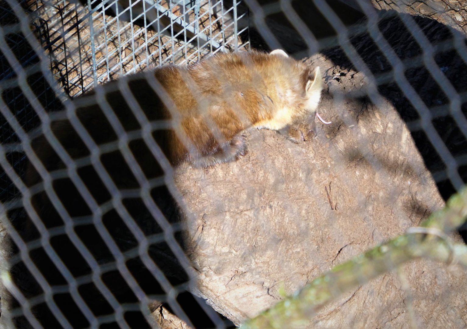 Northlands - American Pine Marten