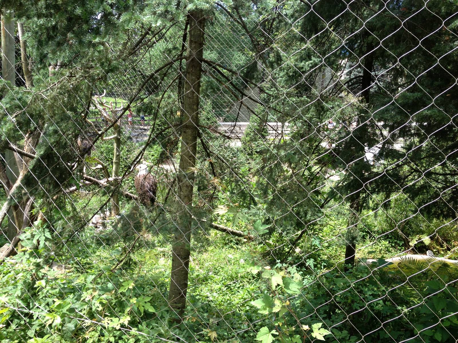 Northlands- Bald Eagle Exhibit