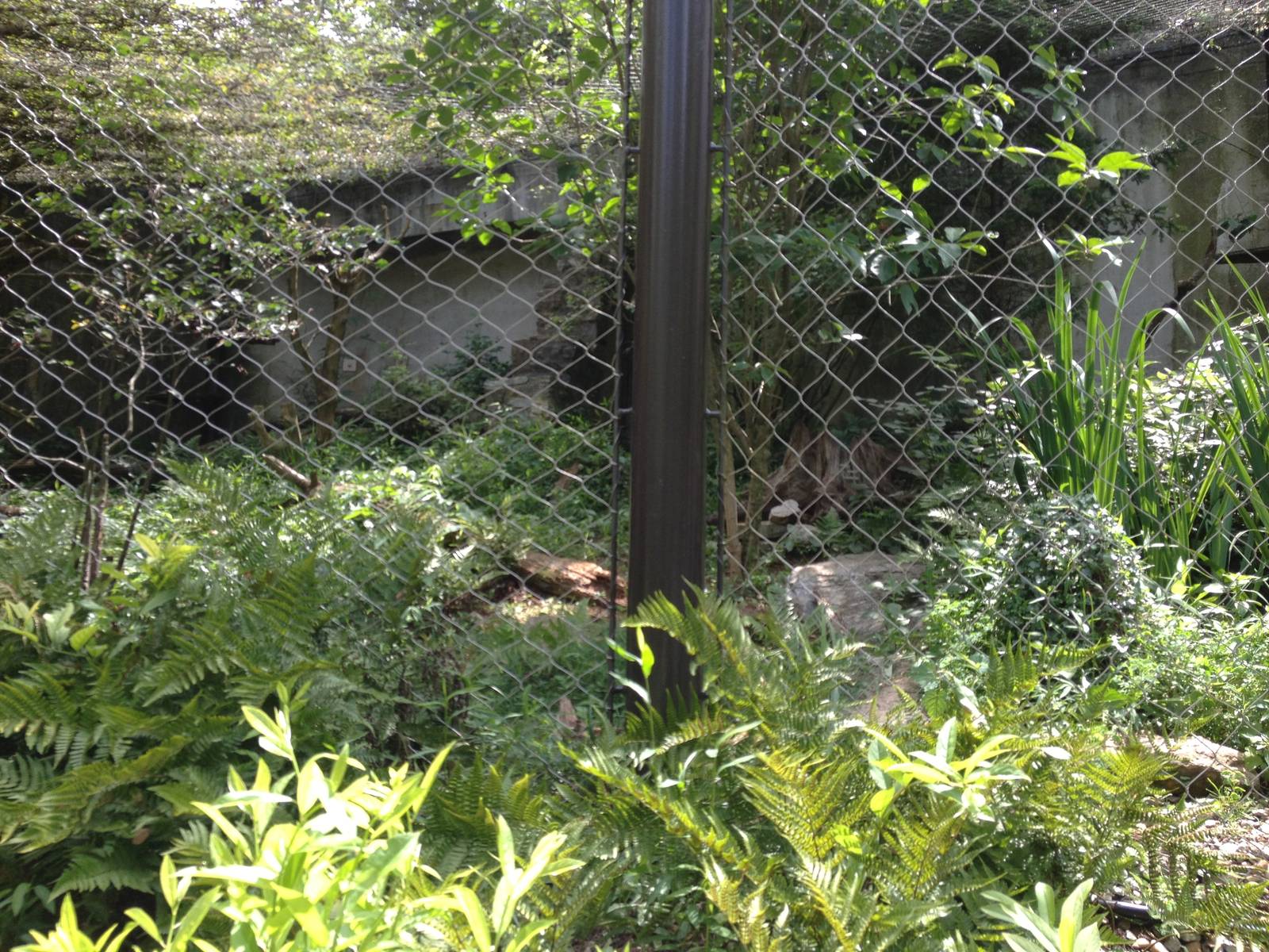Northlands- Canada Lynx Exhibit