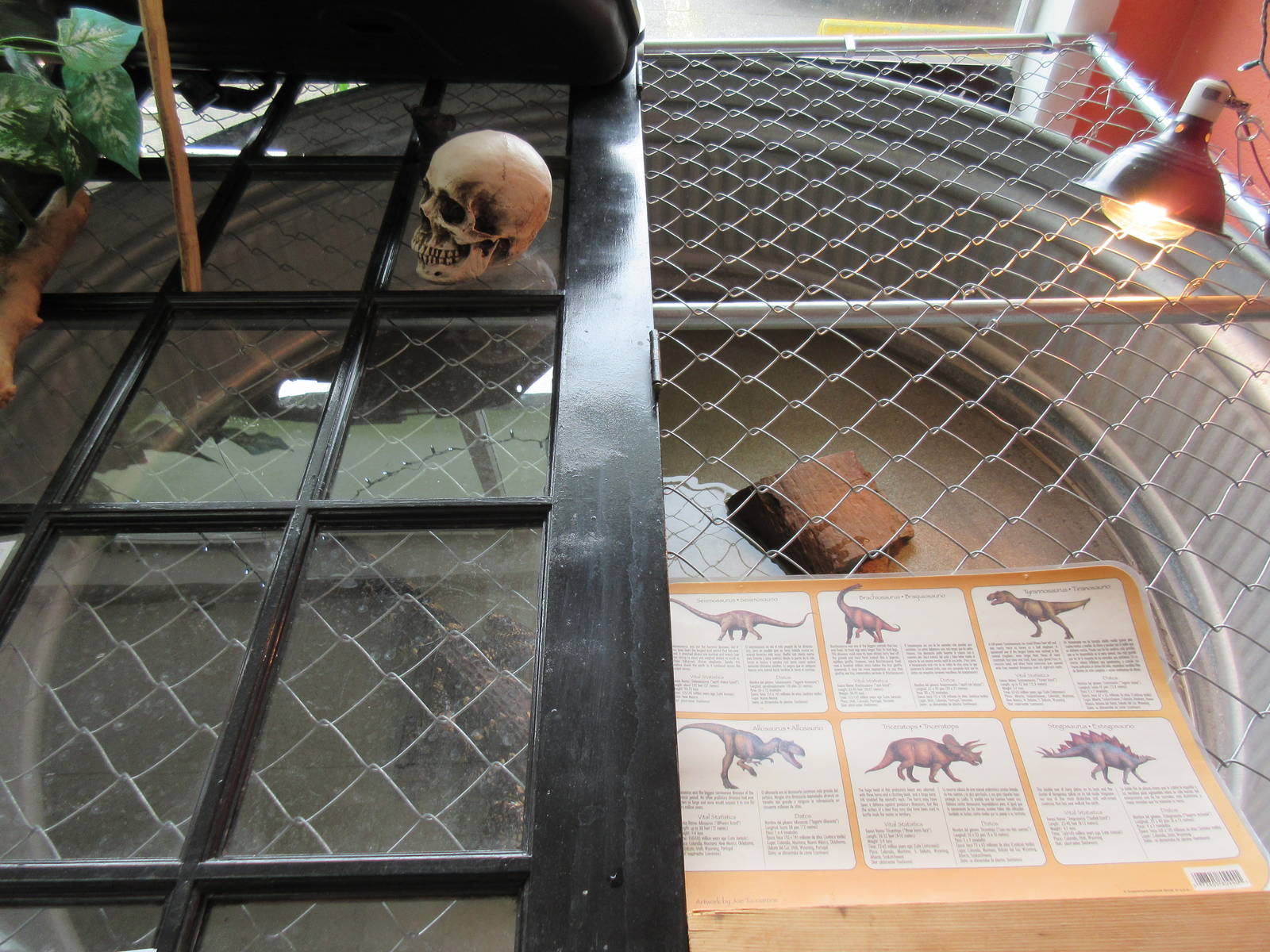 Northwest Arkansas Reptile Museum - American Alligator Exhibit (with a door