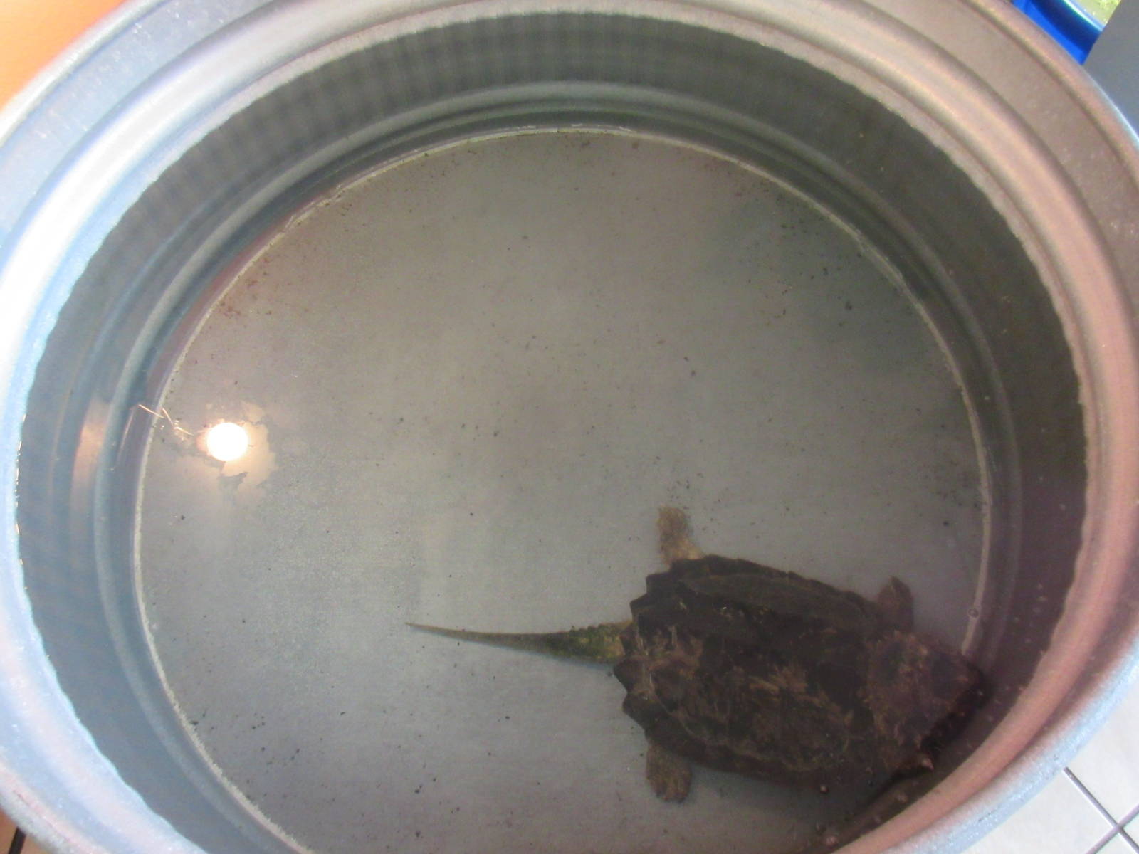 Northwest Arkansas Reptile Museum - Snapping Turtle Tank