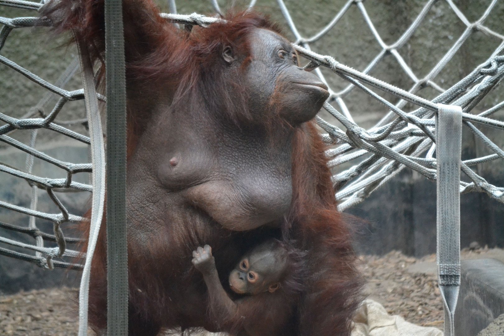 Northwest Bornean Orangutan - September 2017