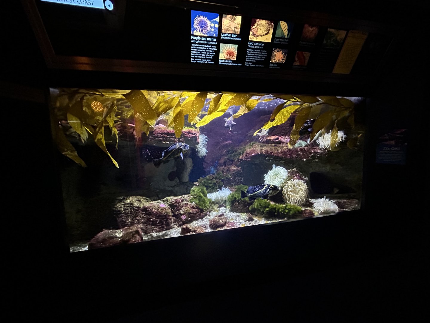 Northwest Coast Tank